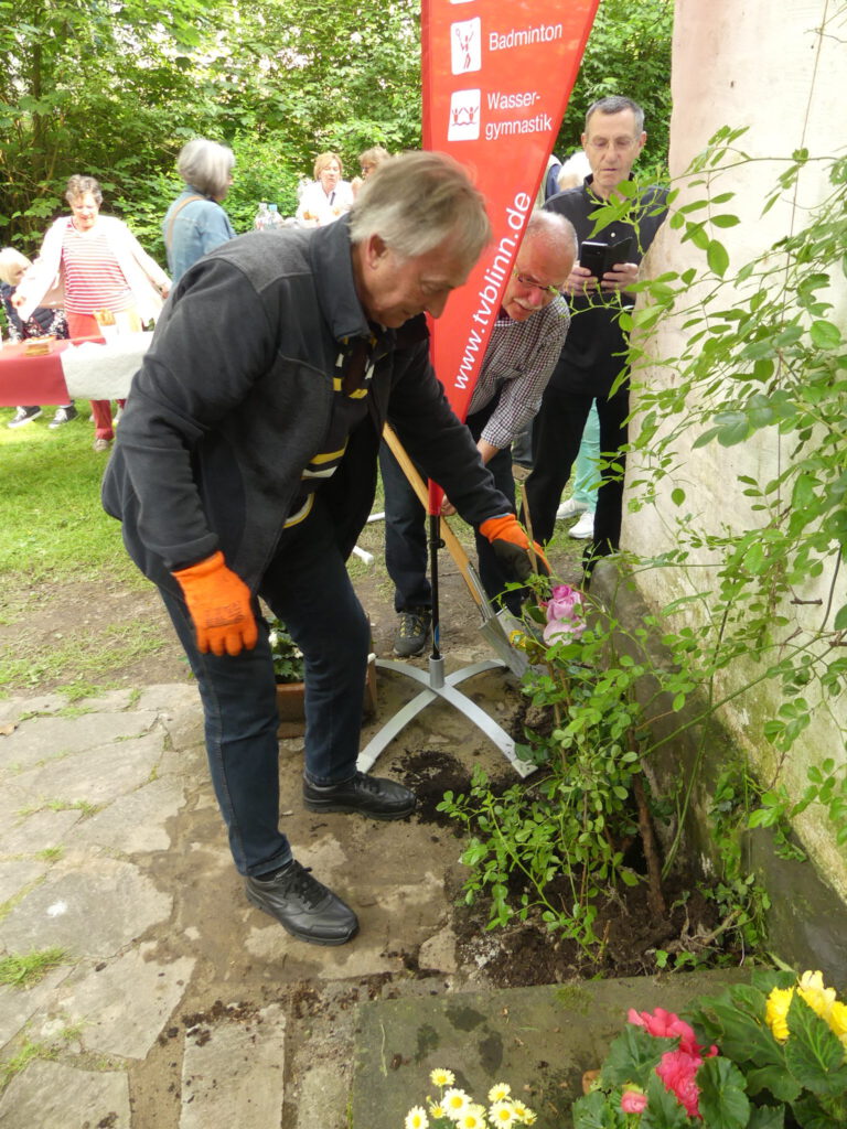 Hausenhof Kapelle Rosenstöcke